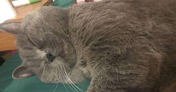 That Time A Cat Had Too Much Sex That He Needed To Be Hospitalized Know Your Meme