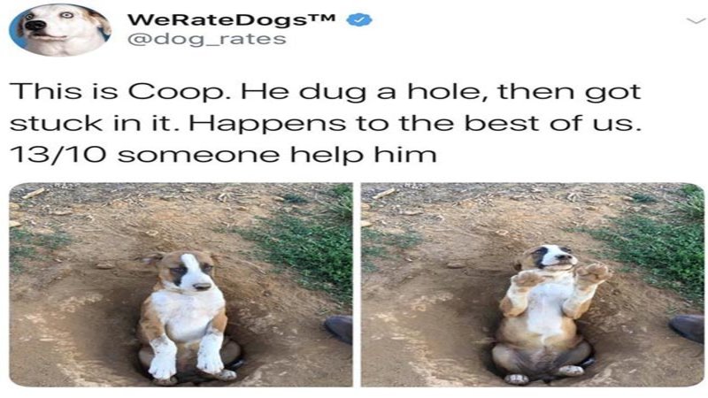 Tweets From @WeRateDogs Will Probably Make You Want to Get a Dog
