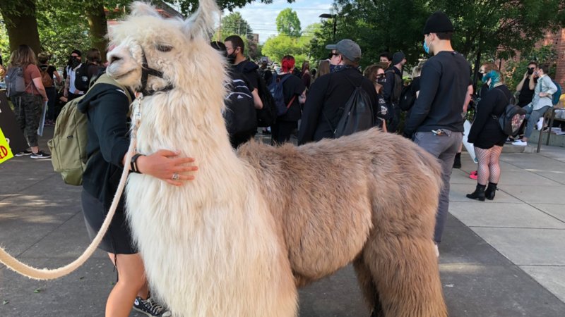 Llama shows up at Portland protests