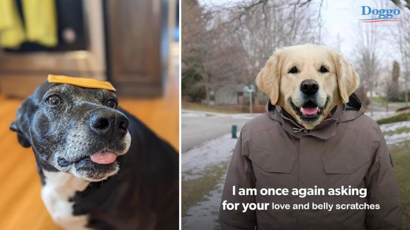 Two dog memes in the following collection.