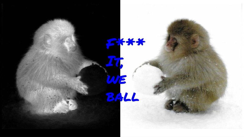 A monkey with a snowball, the text reads F*** it we ball