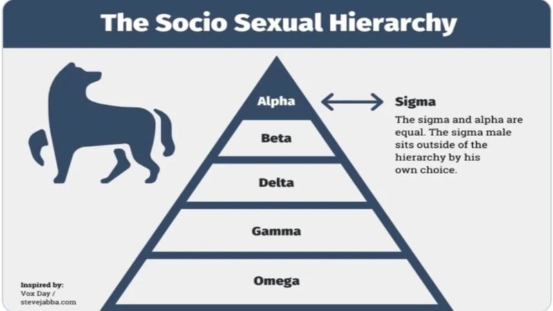 A hierarchy chart labelling the Sigma male.