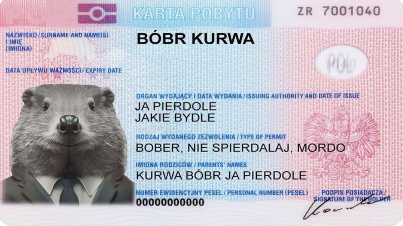 What Does Kurwa B br Mean Polish Beaver Video Memes Explained Know 