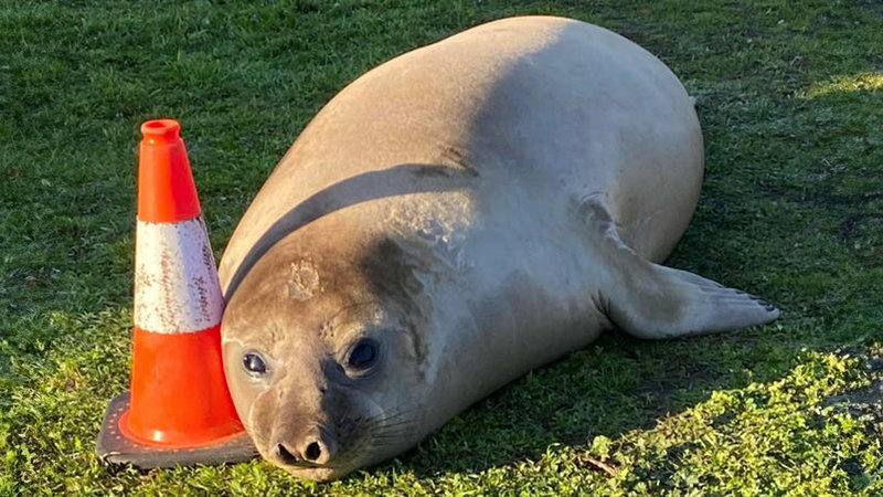 Who s Neil The Seal TikTok s Favorite Tasmanian Seal Spawning Neil 