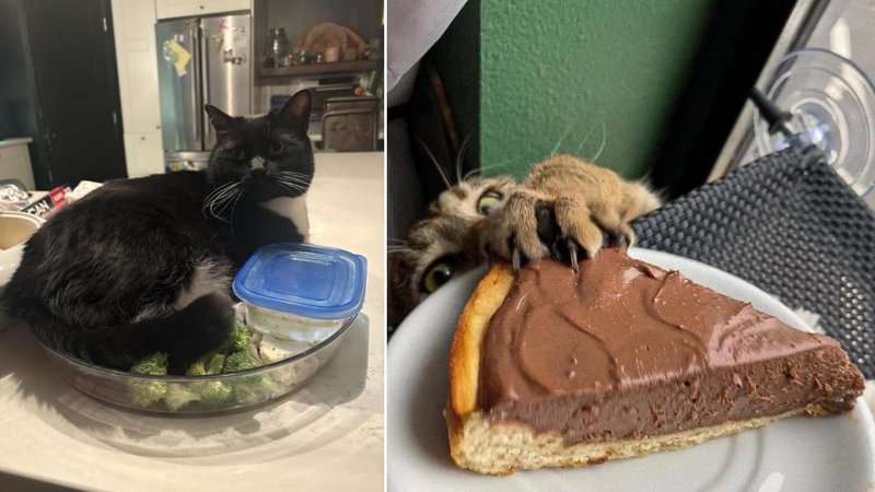 25 Photos That Prove Cats Can Be Jerks Two images of cats being jerks.