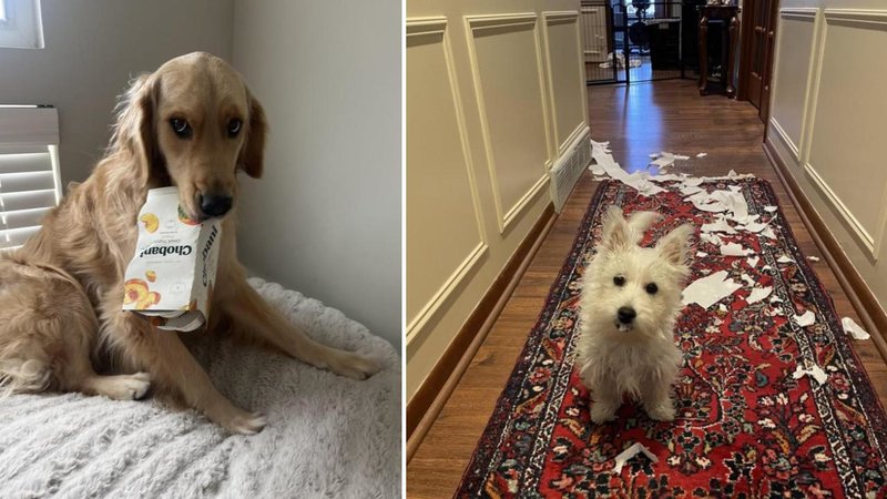 Two images of dogs.