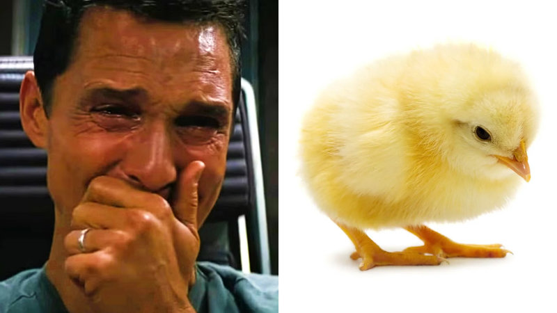 What Is The 'Roger, Who Did This To You' Video? The Death Of A Boy's Pet Baby Chicken Going Viral On TikTok Explained A visual of the "Roger, Who Did This To You" video used in memes on TikTok.