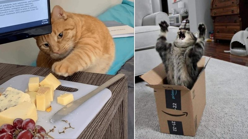 25 Wholesome Photos Of Cats Being A Bit Too Relatable Two cats.