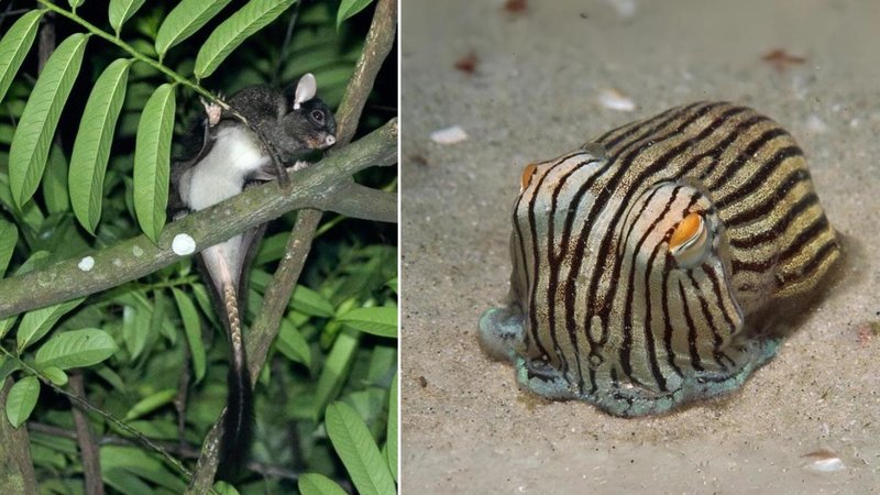 25 Of The Strangest Animals On The Planet Two animals.