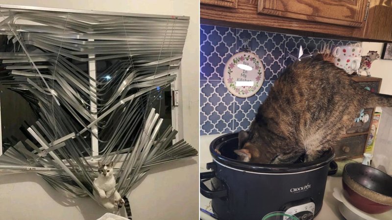 Proof That Cats Are Evil In 25 Photos Two cats.
