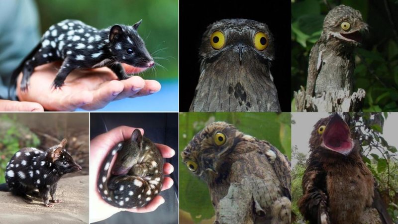 Some People May Not Know These 25 Animals Exist | Know Your Meme