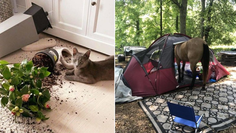25 Animals Misbehaving To The Max Two animals.