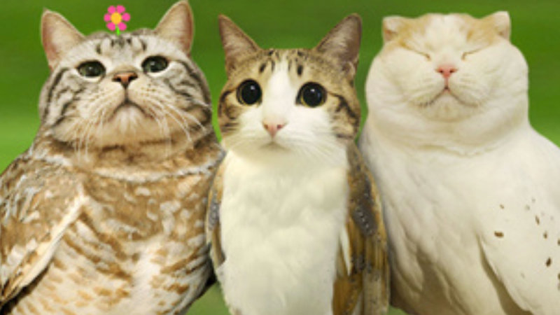 The Meowl meme explained
