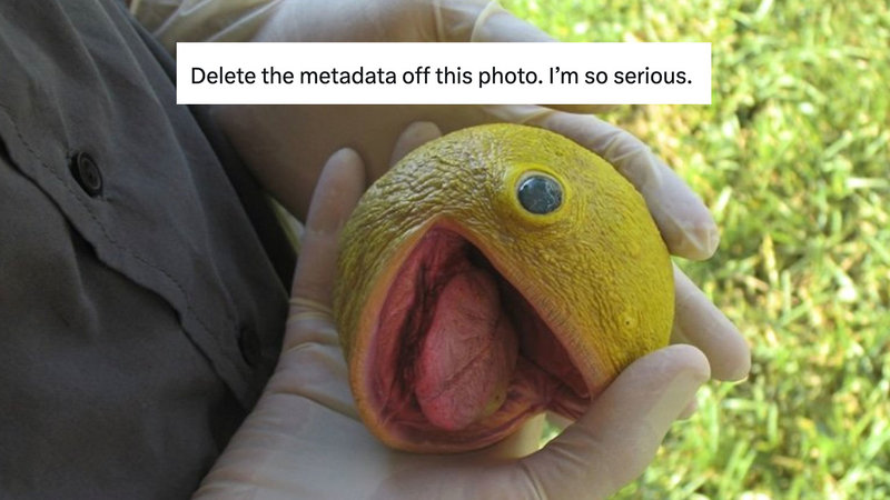 Delete The Metadata Off This Photo I'm So Serious meme and copypasta explained.