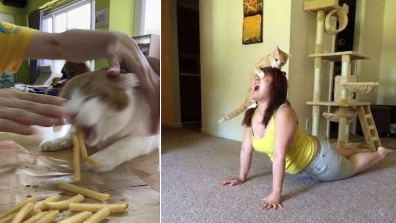 Proof That Cats Are Major Jerks Two photos.