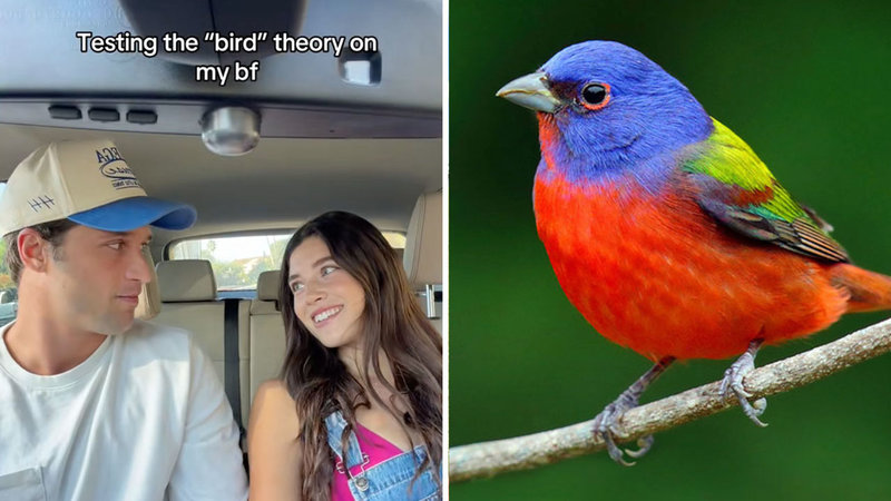 What Is The 'Bird Theory' Going Viral On TikTok? Here's Why People Are Saying 'I Saw a Bird Today' To Test Their Relationships