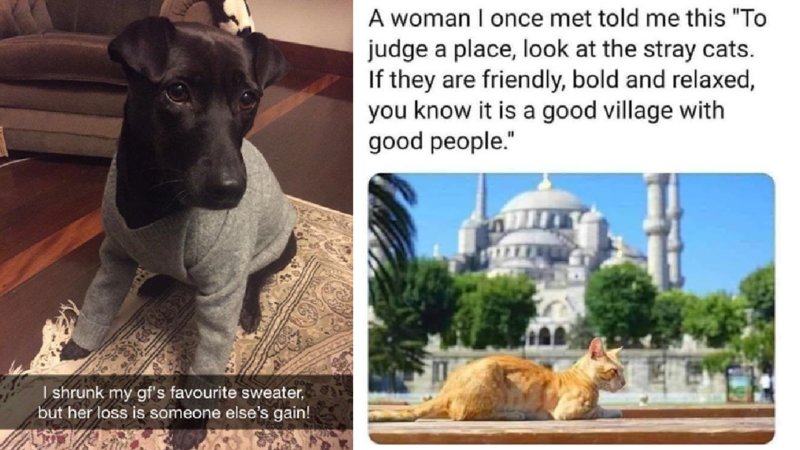 A side-by-side of a dog with a sweater on and a cat sitting in front of a monument.