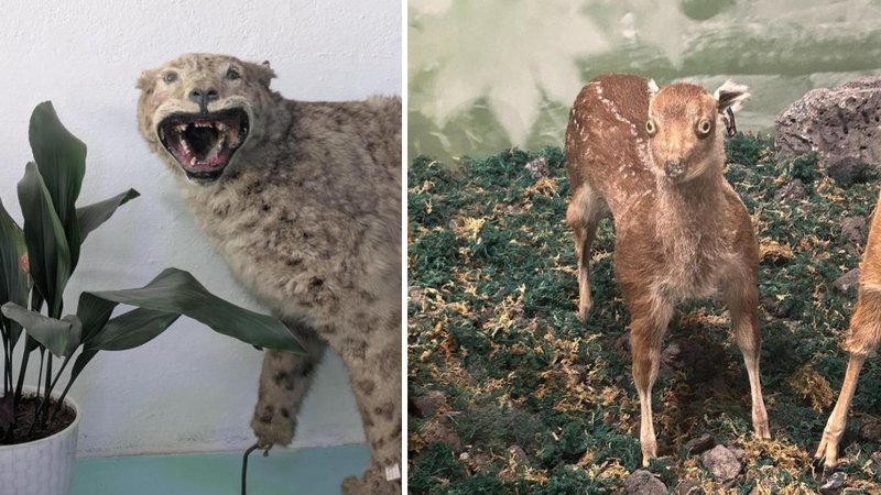 Two photos of taxidermy fails.
