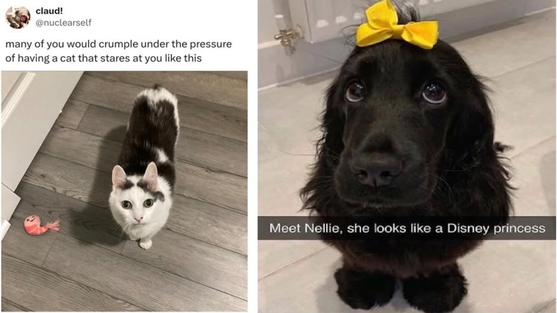 Two wholesome memes from the article.