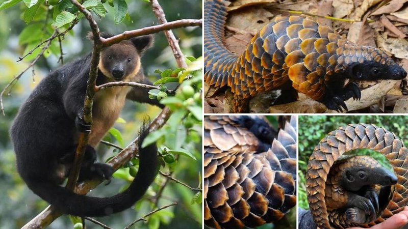 See 25 Animals You Probably Didn't Know Existed