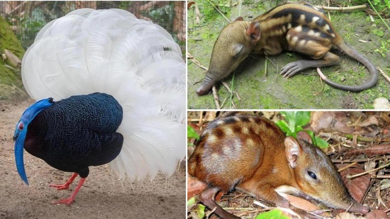 25 Amazing Animals You Might Not Know Exist | Know Your Meme