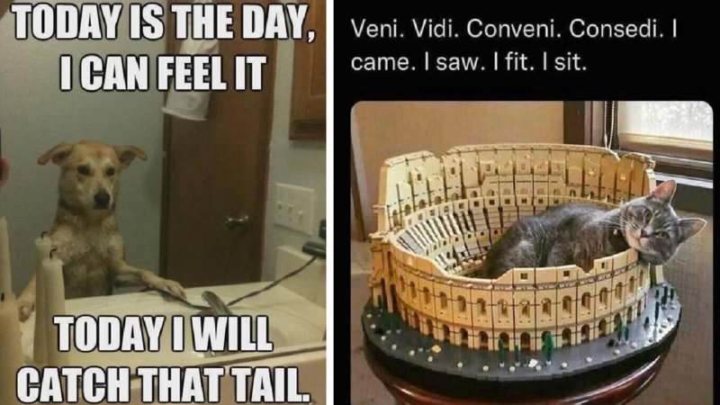 A photo of a dog reflecting in the mirror and a cat sleeping in the colosseum.