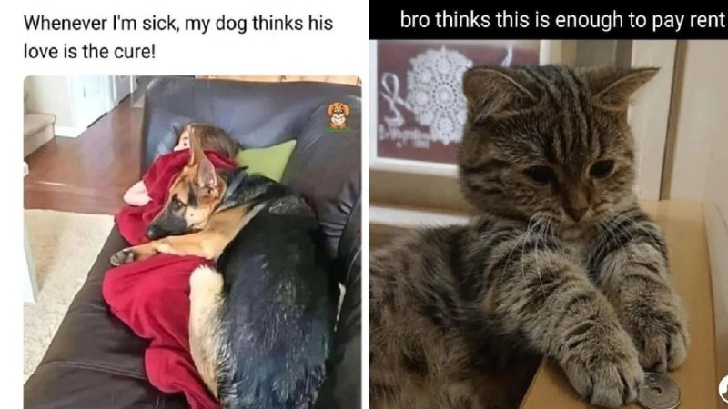 A cute German Shepherd cuddling a person and a kitty paying rent with quarters.