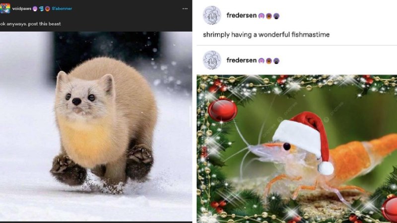 A cute ferret running and a Christmas themed shrimp.