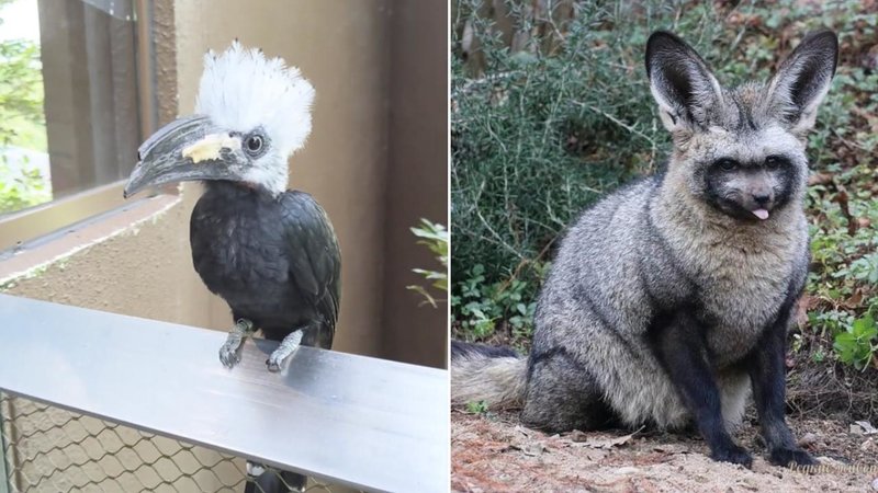 Two animals.