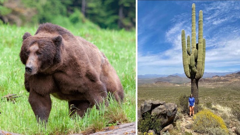 25 Animals, Objects, And Items That Are Shockingly Huge | Know Your Meme