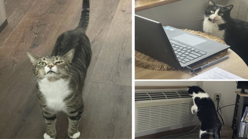 Two silly cats from what is wrong with your cat.