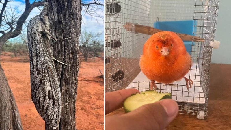 25 Items And Animals That Are Shockingly Large | Know Your Meme