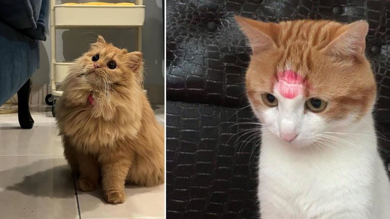 'Meow IRL': 25 Photos For The Cat Lovers
