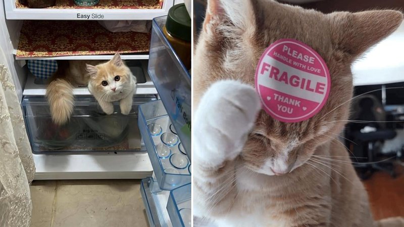 Two cat photos.
