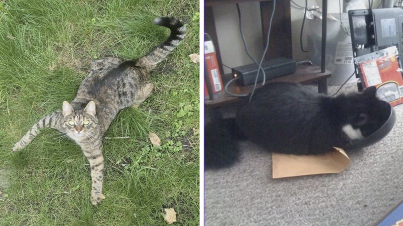 Two what's wrong with your cat images.