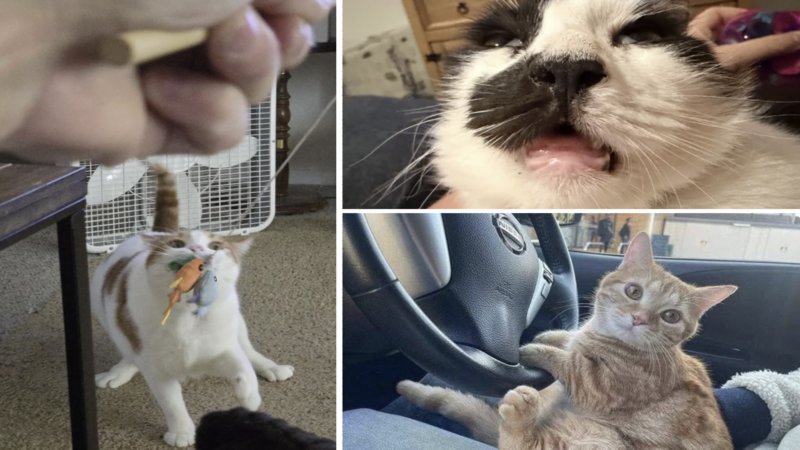 Cats Caught In The Act Of Being Cats.