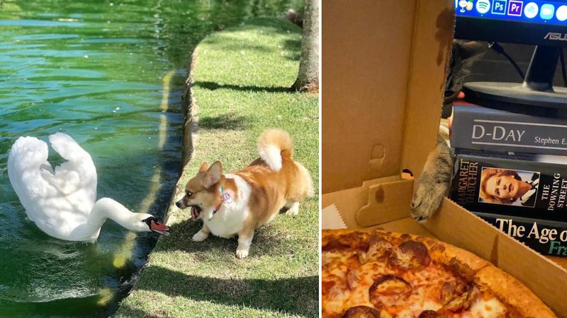 Two animals being jerks.