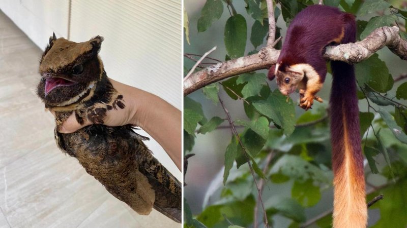 Two animals.