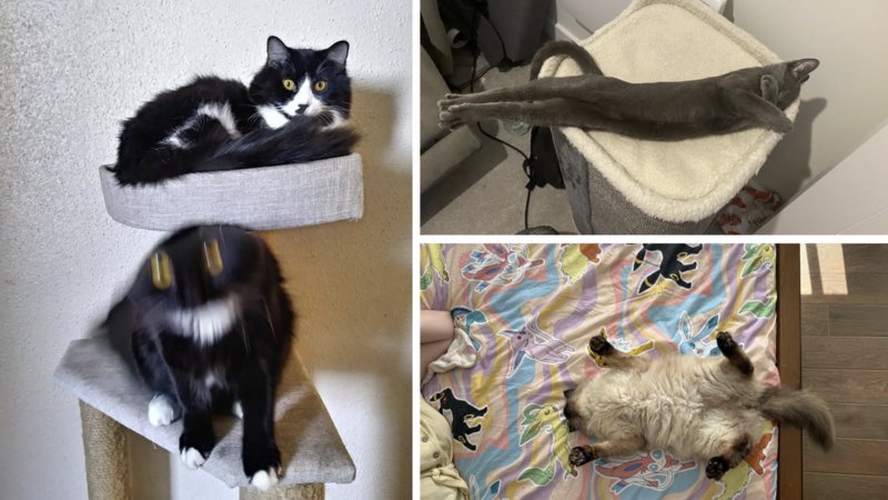 Two examples of Cats Being Chaotic.
