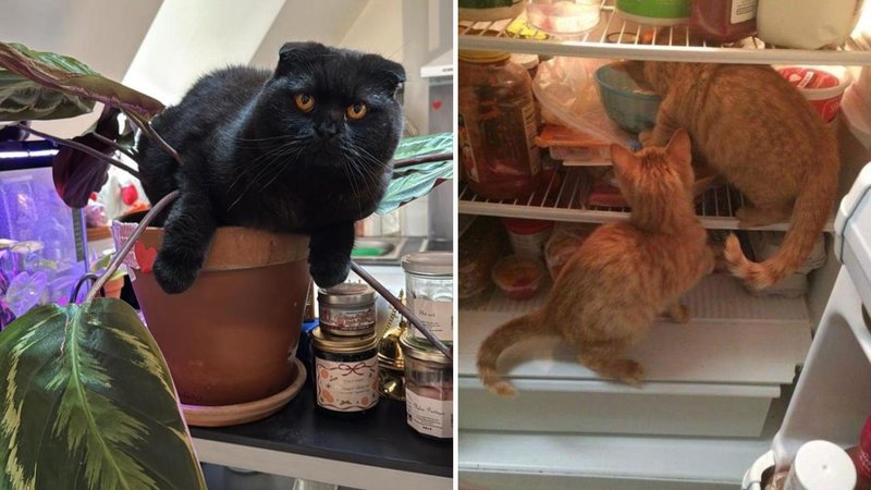 Two cats.