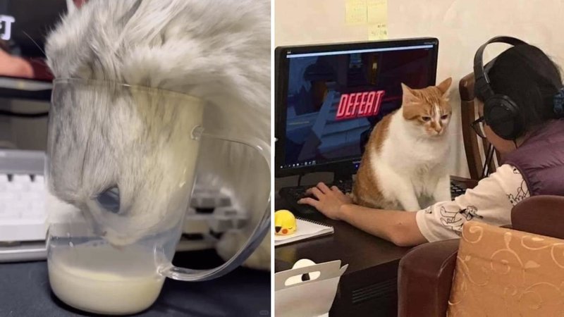 Two cats.