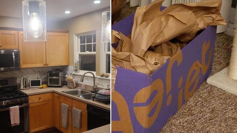 Two hidden cat photos.