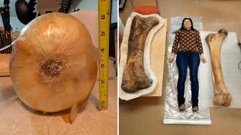 Two absolute units.