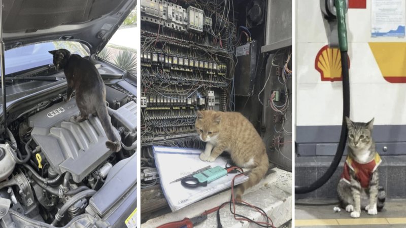 Three cats with jobs.