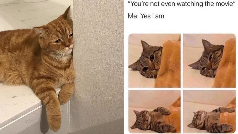 Two cat photos.