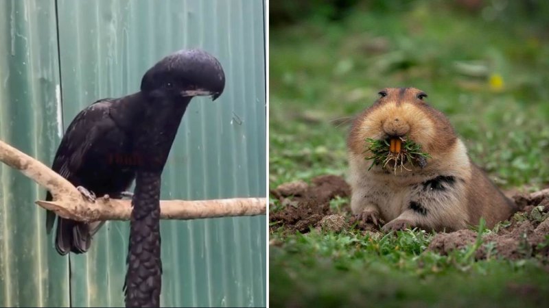 Two animals.