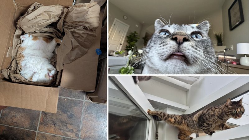 Two cats being weird.
