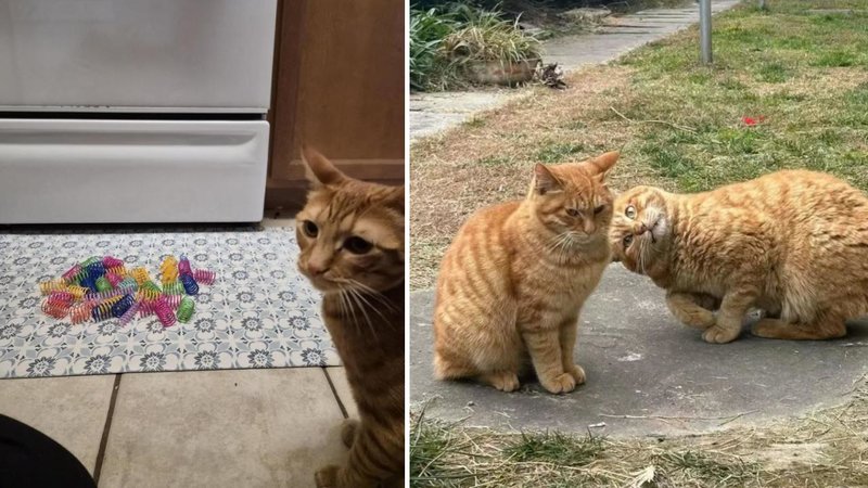 Two cats.