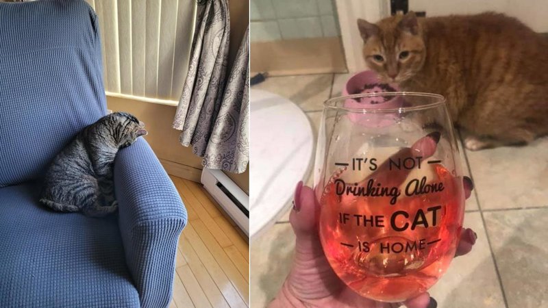 Two cats.
