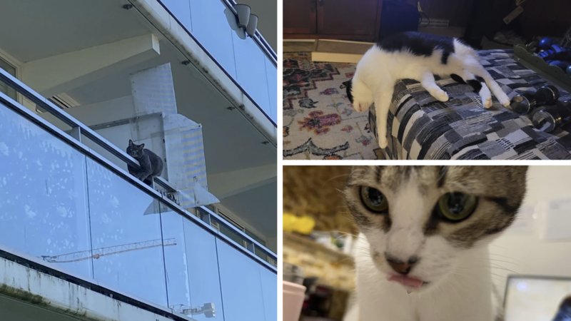 Two cats being silly.